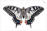 Swallowtail, 2012 by Eleanor Grafton