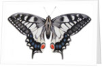 Swallowtail, 2012 by Eleanor Grafton