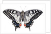 Swallowtail, 2012 by Eleanor Grafton
