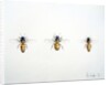 Three Bees, 2012 by Eleanor Grafton