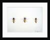 Three Bees, 2012 by Eleanor Grafton