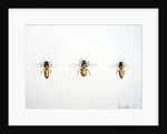 Three Bees, 2012 by Eleanor Grafton