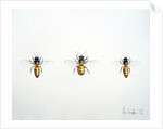 Three Bees, 2012 by Eleanor Grafton