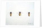 Three Bees, 2012 by Eleanor Grafton