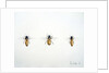 Three Bees, 2012 by Eleanor Grafton