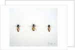 Three Bees, 2012 by Eleanor Grafton