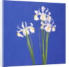 Dutch White Exelsior, 2000 by John Miller