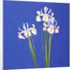 Dutch White Exelsior, 2000 by John Miller