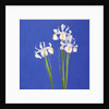 Dutch White Exelsior, 2000 by John Miller