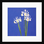 Dutch White Exelsior, 2000 by John Miller