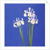 Dutch White Exelsior, 2000 by John Miller