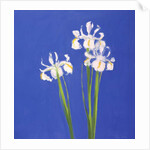 Dutch White Exelsior, 2000 by John Miller
