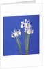 Dutch White Exelsior, 2000 by John Miller