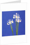 Dutch White Exelsior, 2000 by John Miller