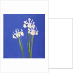 Dutch White Exelsior, 2000 by John Miller