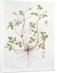 Herb Robert by Diana Everett