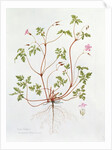 Herb Robert by Diana Everett
