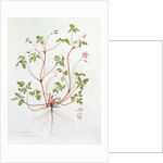 Herb Robert by Diana Everett