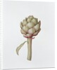 Artichoke, 1999 by Diana Everett