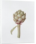 Artichoke, 1999 by Diana Everett