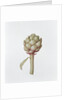 Artichoke, 1999 by Diana Everett