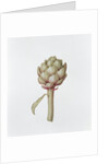 Artichoke, 1999 by Diana Everett