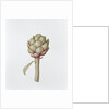 Artichoke, 1999 by Diana Everett