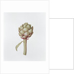 Artichoke, 1999 by Diana Everett