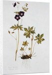 Dusky Cranesbill by Diana Everett