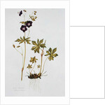 Dusky Cranesbill by Diana Everett