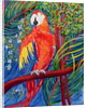 Pretty Polly by Patricia Eyre