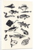 Monotone Plain Fish, 2015 by Eliza Southwood