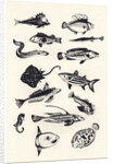 Monotone Plain Fish, 2015 by Eliza Southwood
