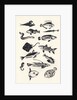 Monotone Plain Fish, 2015 by Eliza Southwood