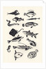 Monotone Plain Fish, 2015 by Eliza Southwood