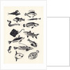 Monotone Plain Fish, 2015 by Eliza Southwood