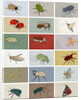 Insects, 2012 by Eliza Southwood