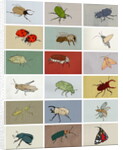 Insects, 2012 by Eliza Southwood