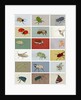 Insects, 2012 by Eliza Southwood