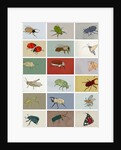 Insects, 2012 by Eliza Southwood
