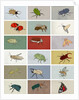 Insects, 2012 by Eliza Southwood
