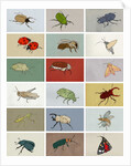 Insects, 2012 by Eliza Southwood