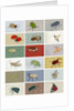 Insects, 2012 by Eliza Southwood
