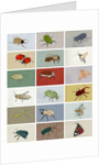 Insects, 2012 by Eliza Southwood