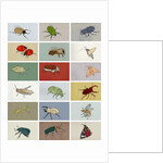 Insects, 2012 by Eliza Southwood
