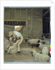 Sheep Shearing by Alexander Mann
