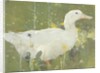 The White Drake by Joseph Crawhall