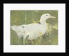 The White Drake by Joseph Crawhall