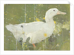 The White Drake by Joseph Crawhall