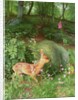 Young Roe Deer in Adel Woods, 1999 by Raymond Booth